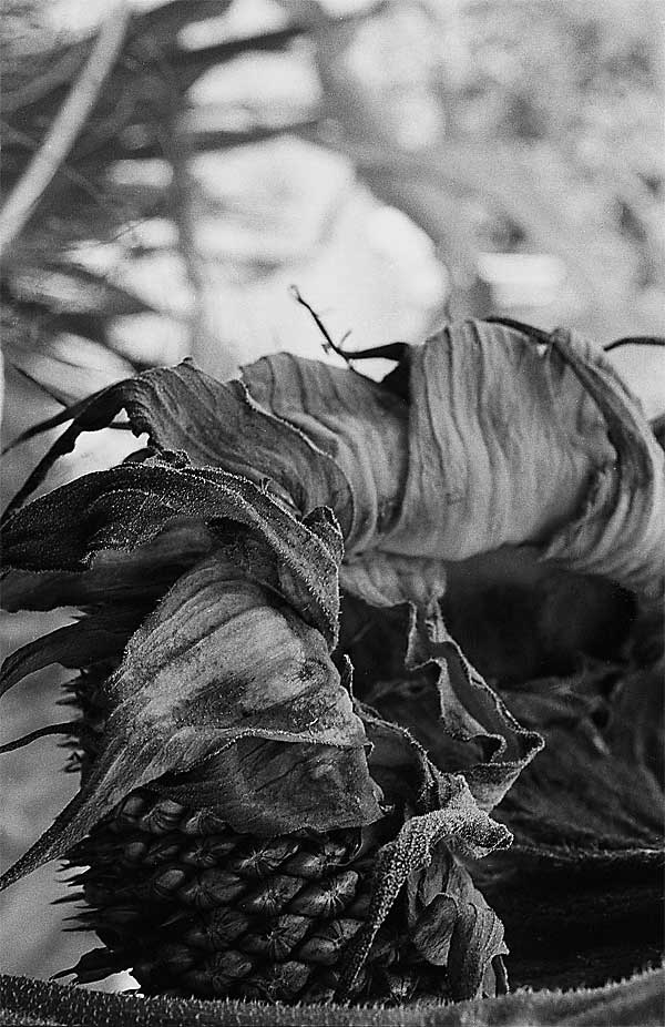 Photograph of a dead sunflower